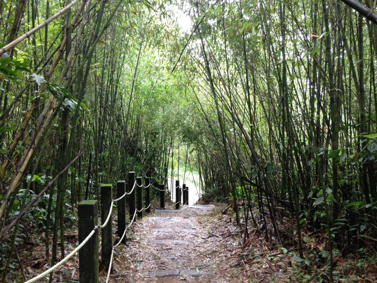 Alishan Mao Hsin Fenchihu Luaran gambar